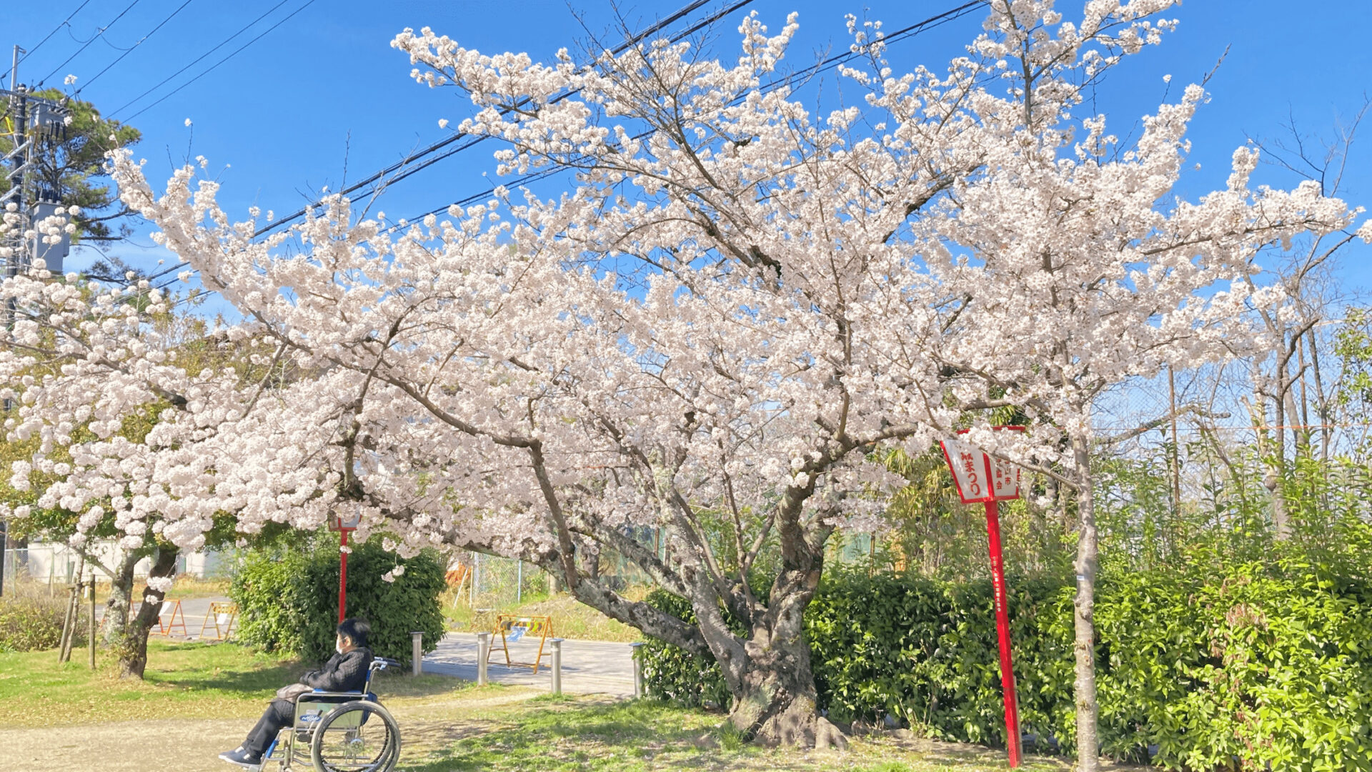ジオラマ初心者がリアルな桜の木を作る【桜の花編】|anzu's craft room